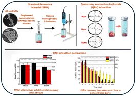 Graphical abstract: Evaluation of alternative bases to TMAH for tissue extraction of ENMs from tissues prior to spICP-MS analysis