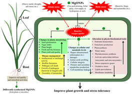 Graphical abstract: Application of magnesium oxide nanoparticles as a novel sustainable approach to enhance crop tolerance to abiotic and biotic stresses