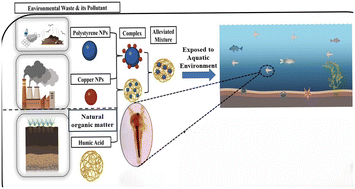 Graphical abstract: Humic acid alleviates the toxicity of polystyrene nanoplastics in combination with their copper nanoparticle co-pollutants in Artemia salina