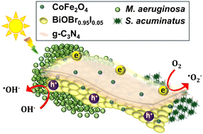 Graphical abstract: Combating eukaryotic and prokaryotic harmful algal blooms with visible-light driven BiOBrxI1−x/MFe2O4/g-C3N4 (M = Co & Ni) recyclable photocatalysts