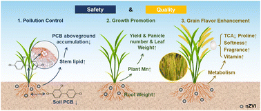 Graphical abstract: Nanoscale zero-valent iron increases rice grain quality and suppresses polychlorinated biphenyl accumulation