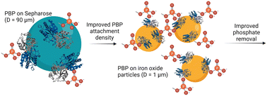 Graphical abstract: Phosphate-binding protein-loaded iron oxide particles: adsorption performance for phosphorus removal and recovery from water