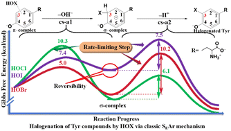 Graphical abstract: New insights into the iodination mechanism of tyrosine and its dipeptides and comparison with chlorination and bromination reactions