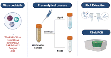 Graphical abstract: Solid–liquid partitioning of dengue, West Nile, Zika, hepatitis A, influenza A, and SARS-CoV-2 viruses in wastewater from across the USA