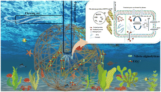 Graphical abstract: Solving the biofouling problem of uranium extraction from seawater by plasma technology