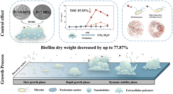 Graphical abstract: Mechanism by which micro-nano bubbles impact biofilm growth in drinking water distribution systems