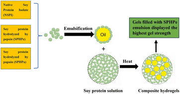 Graphical abstract: Soy protein hydrogels with filler emulsion particles coated by hydrolyzed protein
