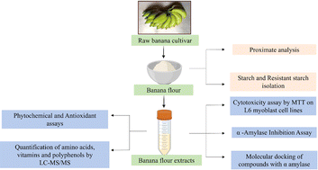 Graphical abstract: Exploring the nutritional, physicochemical and hypoglycemic properties of green banana flours from unexploited banana cultivars of southern India