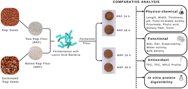 Graphical abstract: Effect of lactic acid fermentation on the physico-chemical, functional, and antioxidant properties, and in vitro protein digestibility of malted ragi (Eleusine coracana L.)