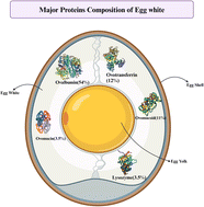 Graphical abstract: Potential of cold plasma in enhancing egg white protein for sustainable food applications: a comprehensive review