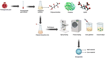 Graphical abstract: Recent advances in encapsulation of pomegranate peel extract and combination of wall materials: a review of encapsulation technologies, characterization and applications in the food industry