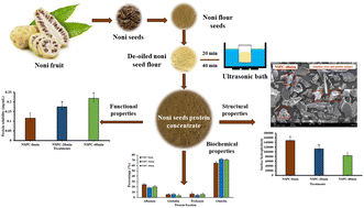 Graphical abstract: High-intensity ultrasound affects the physicochemical, structural and functional properties of proteins recovered from noni (Morinda citrifolia) seeds