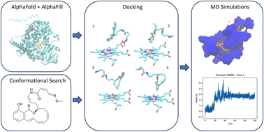 Graphical abstract: Exploring the selectivity of cytochrome P450 for enhanced novel anticancer agent synthesis