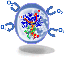 Graphical abstract: Oxygen-resistant [FeFe]hydrogenases: new biocatalysis tools for clean energy and cascade reactions