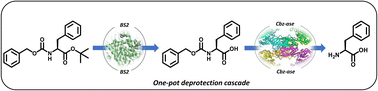 Graphical abstract: Developing deprotectase biocatalysts for synthesis