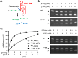 Graphical abstract: An engineered T7 RNA polymerase for efficient co-transcriptional capping with reduced dsRNA byproducts in mRNA synthesis
