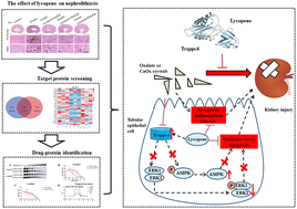 Graphical abstract: Lycopene from tomatoes and tomato products exerts renoprotective effects by ameliorating oxidative stress, apoptosis, pyroptosis, fibrosis, and inflammatory injury in calcium oxalate nephrolithiasis: the underlying mechanisms