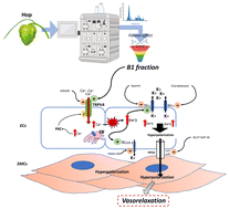 Graphical abstract: α acid fraction from Hop extract exerts an endothelium-derived hyperpolarization vasorelaxant effect through TRPV4 employing the feedforward mechanism of PKCα