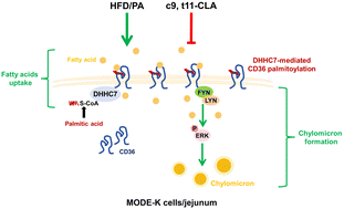 Graphical abstract: Conjugated linoleic acid (CLA) reduces intestinal fatty acid uptake and chylomicron formation in HFD-fed mice associated with the inhibition of DHHC7-mediated CD36 palmitoylation and the downstream ERK pathway