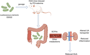 Graphical abstract: Lactococcus cremoris D2022 alleviates hyperuricemia and suppresses renal inflammation via potential gut-kidney axis