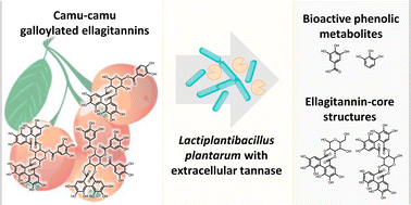 Graphical abstract: Biotransformation of camu–camu galloylated ellagitannins by Lactiplantibacillus plantarum with extracellular tannase activity