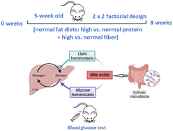 Graphical abstract: High-protein high-konjac glucomannan diets changed glucose and lipid metabolism by modulating colonic microflora and bile acid profiles in healthy mouse models