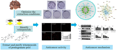 Graphical abstract: Extraction, purification and anticancer activity studies on triterpenes from pomegranate peel