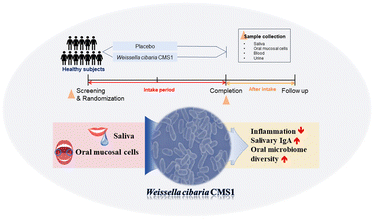 Graphical abstract: Effect of the probiotic Weissella cibaria CMS1 on the immune response and the oral microbiome: a randomized, double-blind, placebo-controlled, parallel study