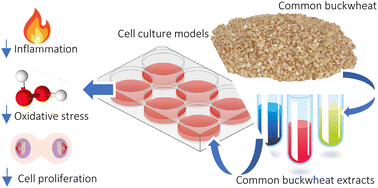 Graphical abstract: Cell culture models for assessing the effects of bioactive compounds in common buckwheat (Fagopyrum esculentum): a systematic review