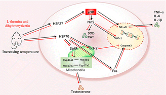 Graphical abstract: Protective effects of l-theanine and dihydromyricetin on reproductive function in male mice under heat stress