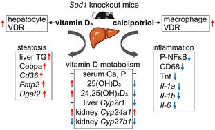 Graphical abstract: Vitamin D3 exacerbates steatosis while calcipotriol inhibits inflammation in non-alcoholic fatty liver disease in Sod1 knockout mice: a comparative study of two forms of vitamin D