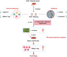 Graphical abstract: Core fucosylation of maternal milk N-glycans imparts early-life immune tolerance through gut microbiota-dependent regulation in RORγt+ Treg cells