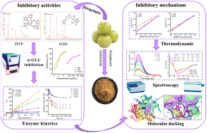Graphical abstract: Inhibitory activities and mechanisms of free and bound phenolics on α-glucosidase in fresh fruits of Phyllanthus emblica Linn. using spectroscopy and molecular docking