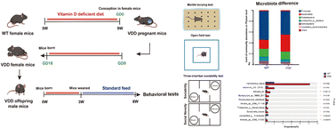 Graphical abstract: Induction of autism-related behavior in male mice by early-life vitamin D deficiency: association with disruption of the gut microbial composition and homeostasis