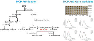 Graphical abstract: Breaking barriers: How modified citrus pectin inhibits galectin-8