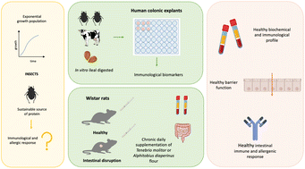 Graphical abstract: Assessing the impact of insect protein sources on intestinal health and disease: insights from human ex vivo and rat in vivo models