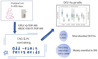 Graphical abstract: Concentration and composition of odd-chain fatty acids in phospholipids and triacylglycerols in Chinese human milk throughout lactation