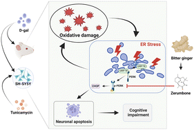 Graphical abstract: Dietary bitter ginger-derived zerumbone improved memory performance during aging through inhibition of the PERK/CHOP-dependent endoplasmic reticulum stress pathway