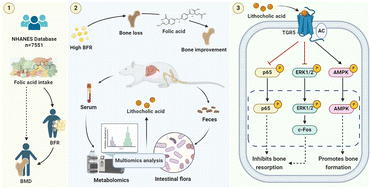 Graphical abstract: Folic acid supplementation prevents high body fat-induced bone loss through TGR5 signaling pathways