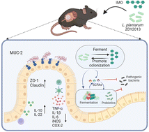 Graphical abstract: Dietary supplementation with non-digestible isomaltooligosaccharide and Lactiplantibacillus plantarum ZDY2013 ameliorates DSS-induced colitis via modulating intestinal barrier integrity and the gut microbiota