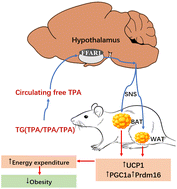 Graphical abstract: trans-Palmitoleic acid promotes adipose thermogenesis to reduce obesity via hypothalamic FFAR1 signaling