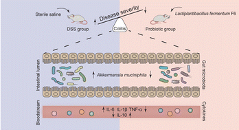 Graphical abstract: Administering Lactiplantibacillus fermentum F6 decreases intestinal Akkermansia muciniphila in a dextran sulfate sodium-induced rat colitis model