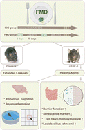 Graphical abstract: Fasting mimicking diet extends lifespan and improves intestinal and cognitive health