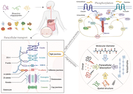Graphical abstract: Intestinal absorption of bioactive oligopeptides: paracellular transport and tight junction modulation