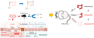 Graphical abstract: Resistant starch and tannic acid synergistically ameliorated dextran sulfate sodium-induced ulcerative colitis, particularly in the distal colon