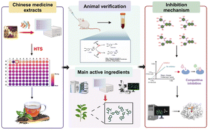 Graphical abstract: Bioactive components and mechanisms of Pu-erh tea in improving levodopa metabolism in rats through COMT inhibition