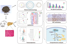 Graphical abstract: Integration of network pharmacology, lipidomics, and transcriptomics analysis to reveal the mechanisms underlying the amelioration of AKT-induced nonalcoholic fatty liver disease by total flavonoids in vine tea