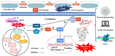 Graphical abstract: Astaxanthin targets IL-6 and alleviates the LPS-induced adverse inflammatory response of macrophages