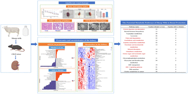 Graphical abstract: Multi-omics analysis of kidney tissue metabolome and proteome reveals the protective effect of sheep milk against adenine-induced chronic kidney disease in mice