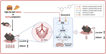 Graphical abstract: The role of uterus mitochondrial function in high-fat diet-related adverse pregnancy outcomes and protection by resveratrol